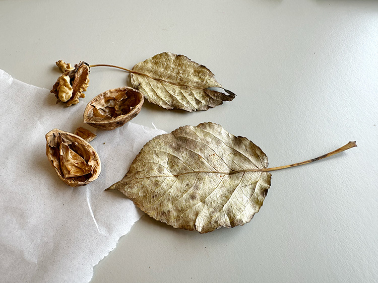 Herfstblaadjes die nodig zijn voor deze creatieve oefening